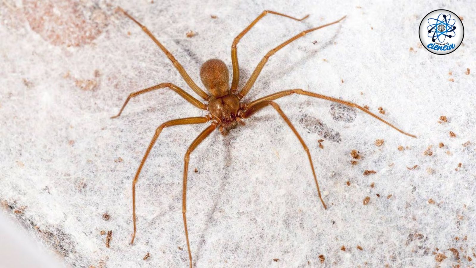 Trampas caseras efectivas para eliminar arañas violinistas y proteger tu hogar