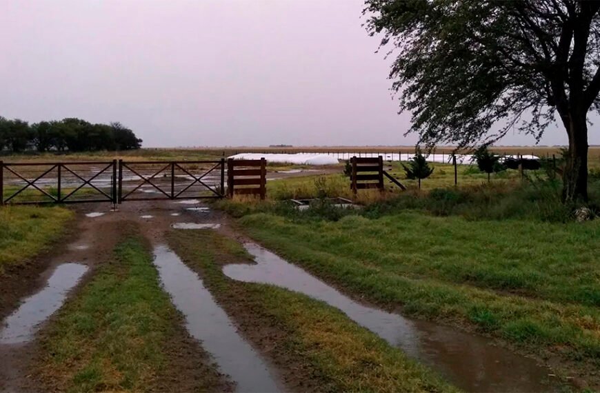 La Niña no afectará al trigo argentino: lluvias garantizadas en cosecha