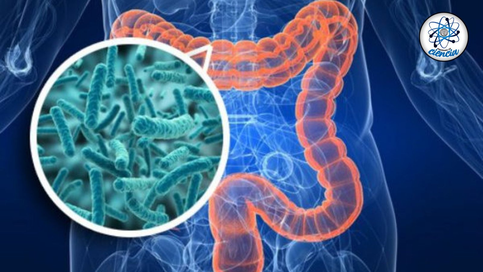 Prebióticos y probióticos: Cuida tu intestino y mejora tu salud