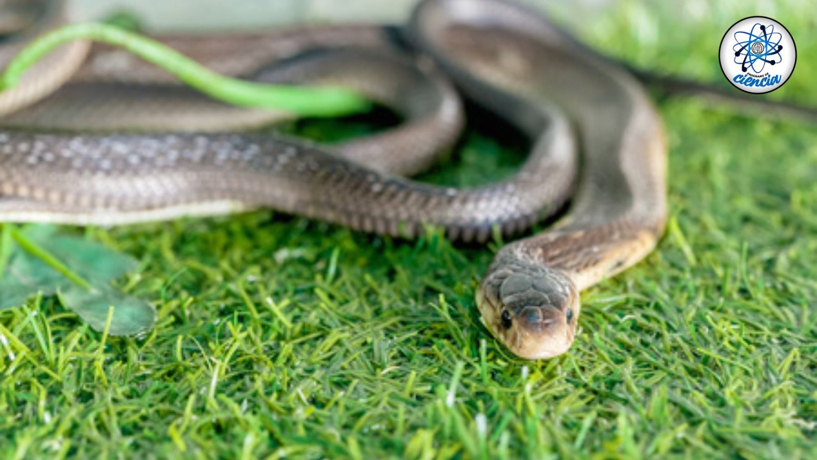 ¡Alerta de serpientes! 8 escondites secretos en tu jardín