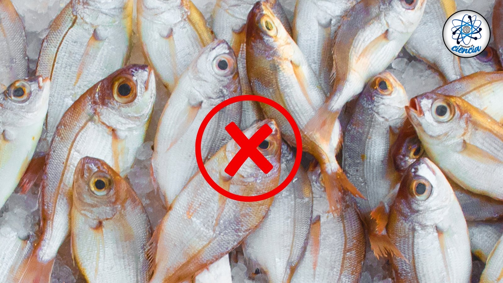 5 pescados nocivos: protégete de contaminantes y sobreexplotación