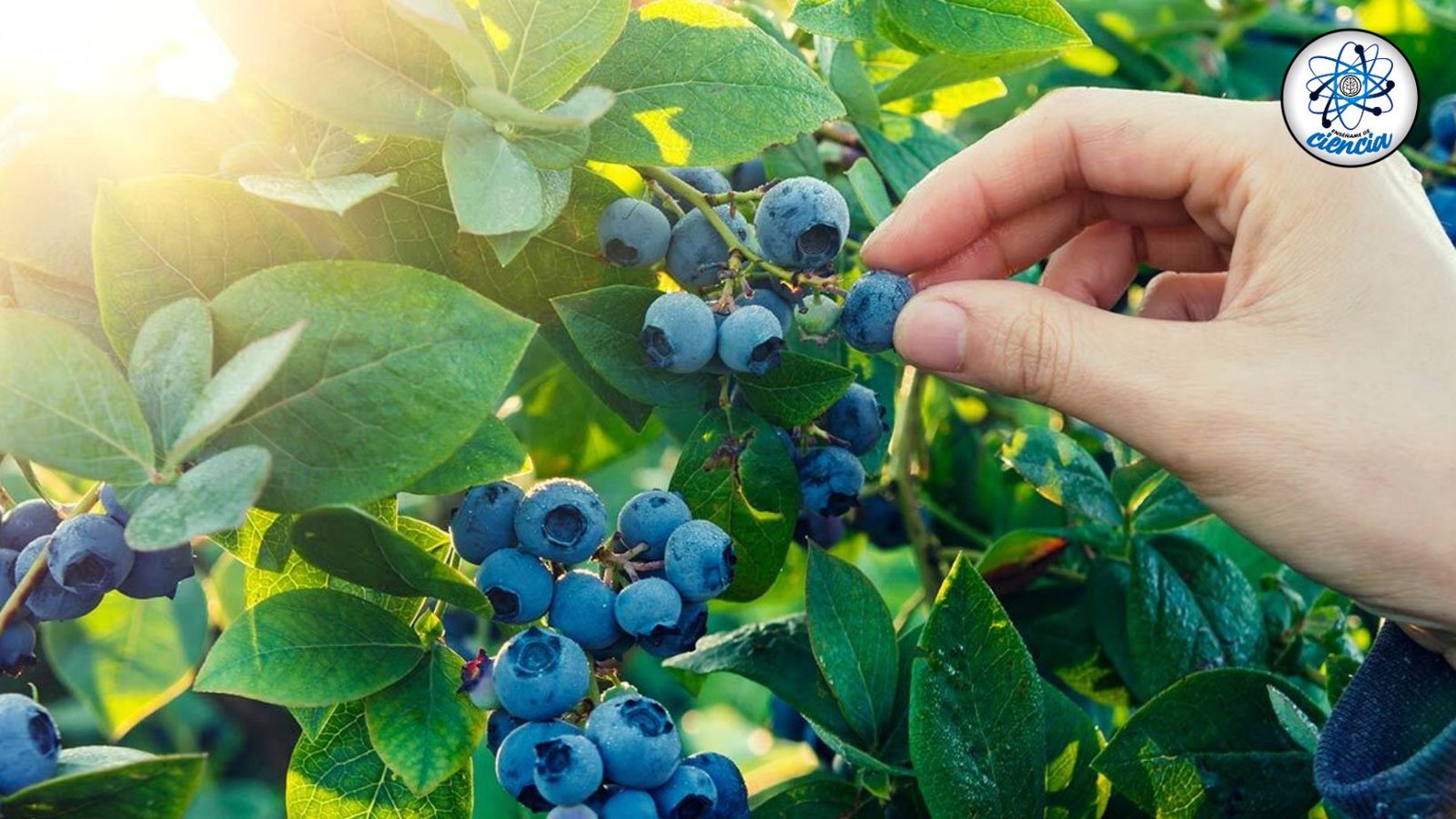 Cultiva Deliciosas Moras Azules en Maceta: Guía Paso a Paso para un Éxito Garantizado