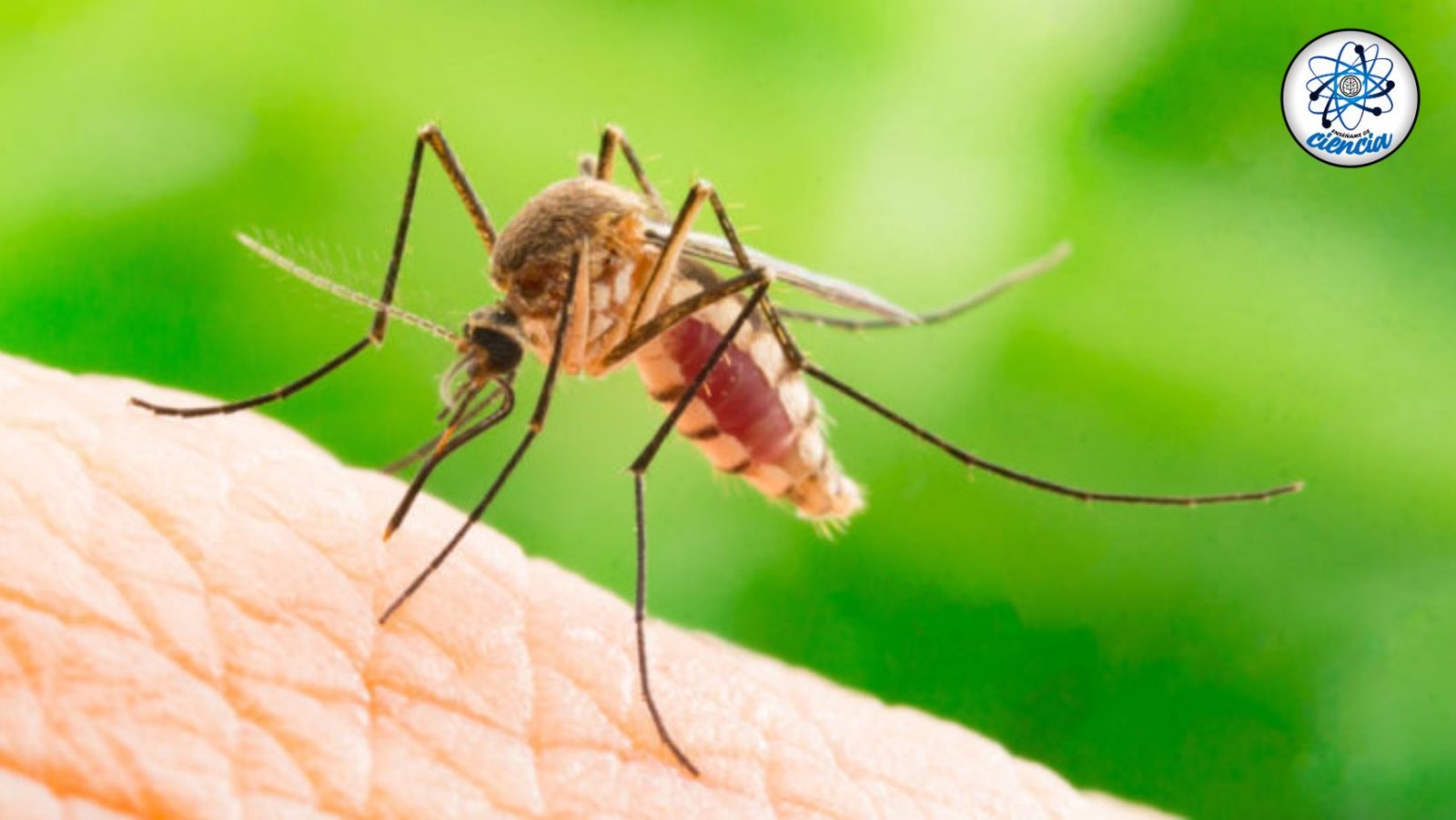 Guía Infalible: Mantente Libre de Picaduras de Mosquitos