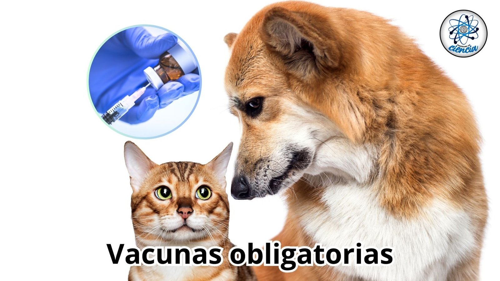 Vacunas Obligatorias para Perros y Gatos en México: Mantén a tus Mascotas Sanas