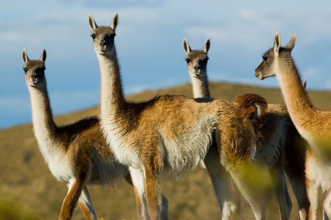 noticiaspuertosantacruz.com.ar - Imagen extraida de: https://adnsur.com.ar/sociedad/por-primera-vez-se-celebra-el-dia-internacional-del-guanaco---como-surgio-la-iniciativa-_a66c8d3f73370bf52c88916d6