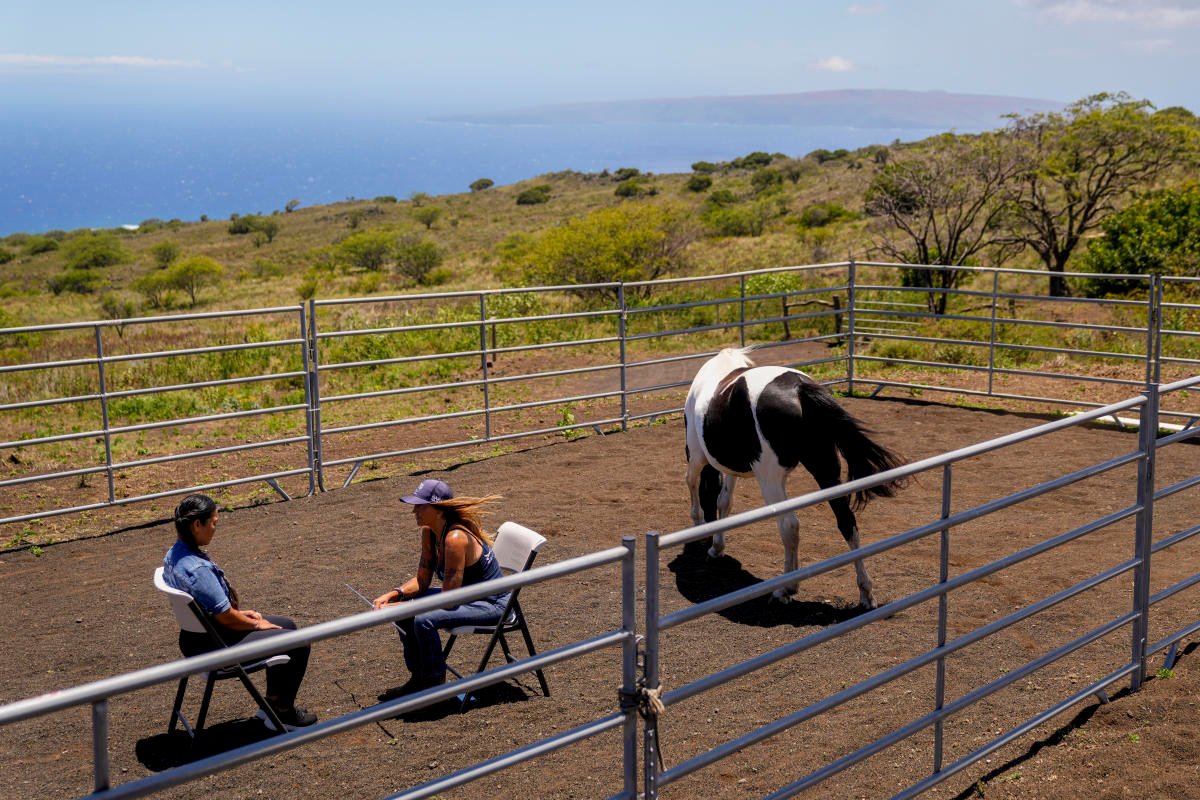 noticiaspuertosantacruz.com.ar - Imagen extraida de: https://finance.yahoo.com/news/horses-spirit-horse-ranch-help-040515584.html