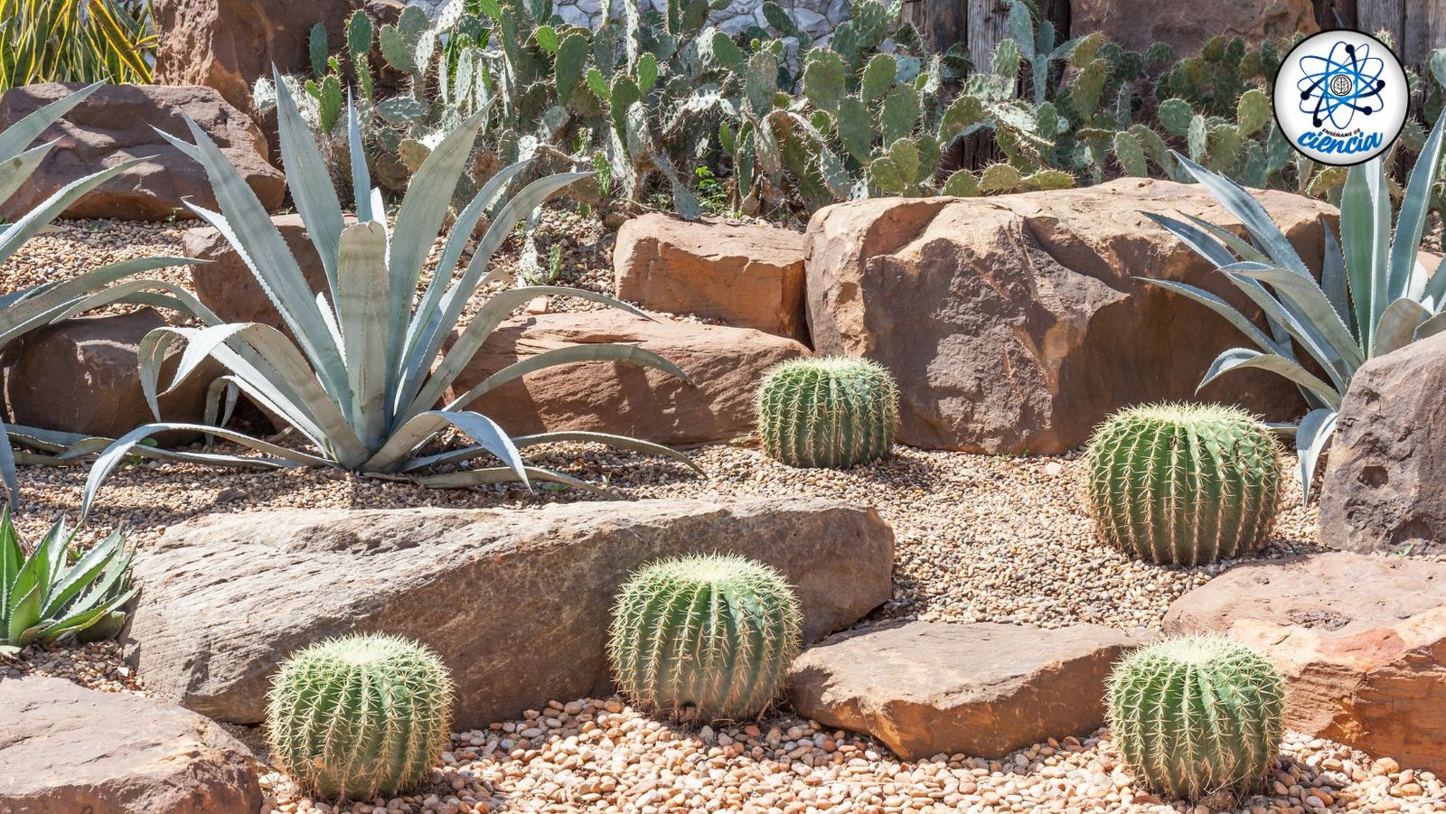 noticiaspuertosantacruz.com.ar - Imagen extraida de: https://ensedeciencia.com/2024/08/01/te-gusta-la-jardineria-te-interesara-saber-que-es-un-jardin-seco/