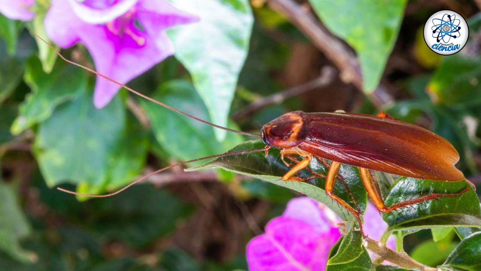 noticiaspuertosantacruz.com.ar - Imagen extraida de: https://ensedeciencia.com/2024/08/10/3-plantas-que-no-deberias-tener-en-casa-si-no-quieres-tener-cucarachas/