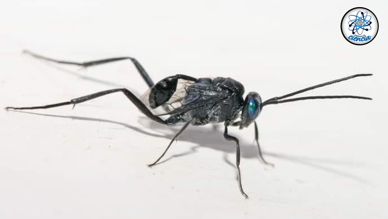 noticiaspuertosantacruz.com.ar - Imagen extraida de: https://ensedeciencia.com/2024/08/02/le-has-visto-en-tu-casa-no-la-lastimes-este-insecto-podria-salvarte-la-vida-2/