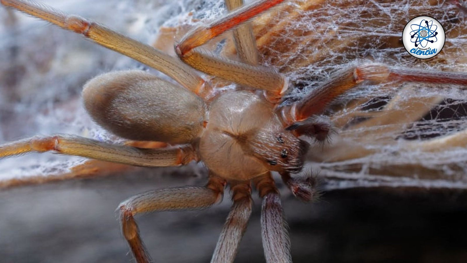 noticiaspuertosantacruz.com.ar - Imagen extraida de: https://ensedeciencia.com/2024/08/21/que-tan-peligrosa-es-la-arana-violinista-mediterranea-y-de-que-animal-se-trata/