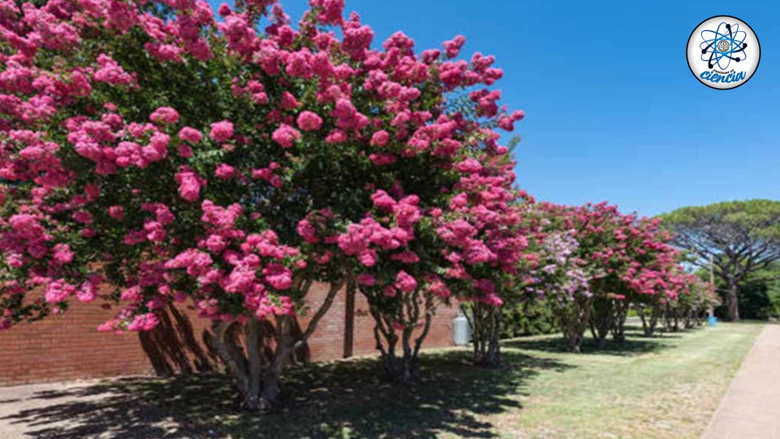 noticiaspuertosantacruz.com.ar - Imagen extraida de: https://ensedeciencia.com/2024/08/08/5-arboles-con-flores-que-son-perfectos-para-plantar-en-banquetas-sin-que-se-danen-2/