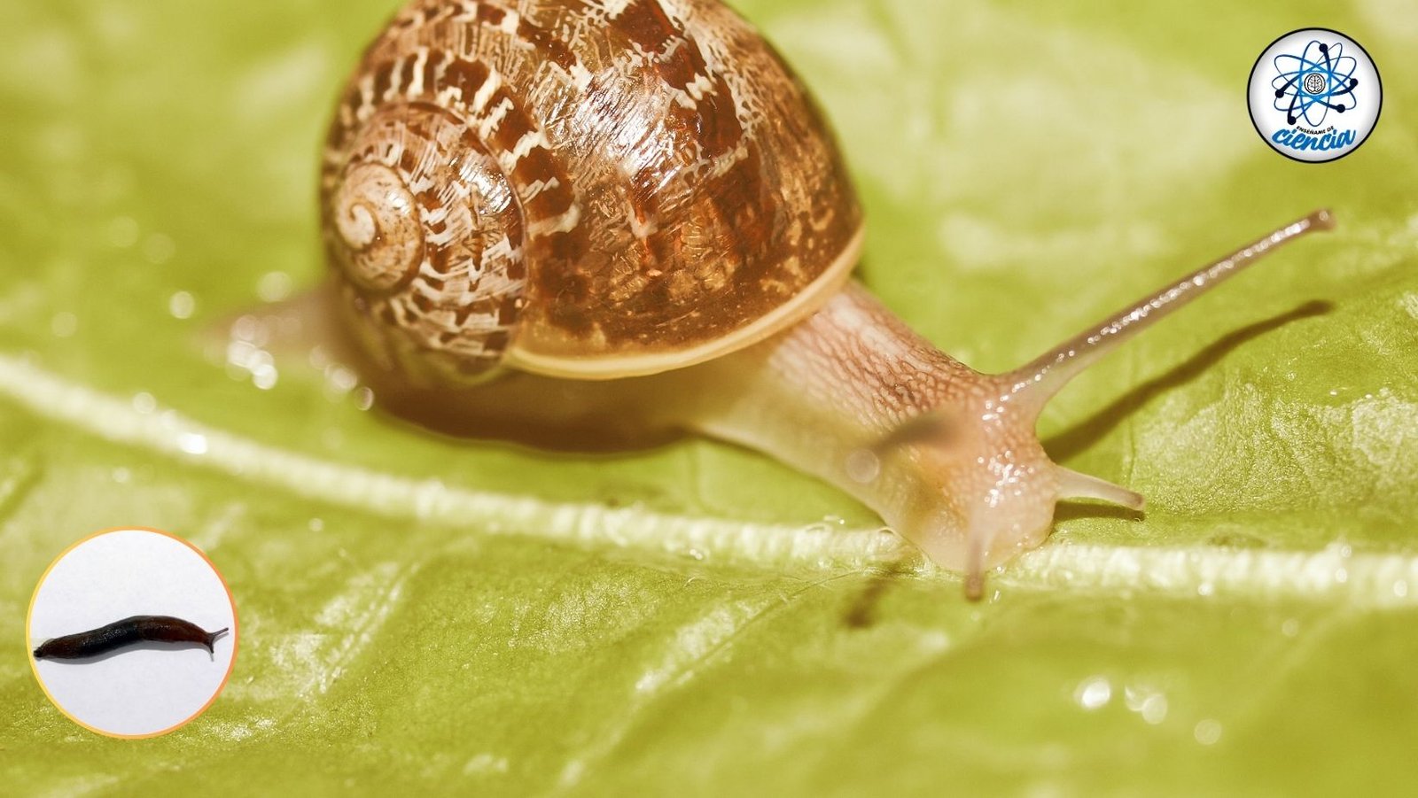 noticiaspuertosantacruz.com.ar - Imagen extraida de: https://ensedeciencia.com/2024/08/14/como-ahuyentar-a-las-babosas-y-caracoles-de-tu-jardin-los-trucos-efectivos-para-lograrlo-4/