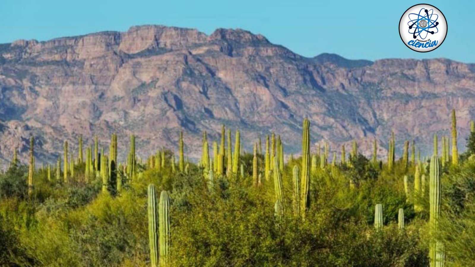 noticiaspuertosantacruz.com.ar - Imagen extraida de: https://ensedeciencia.com/2024/08/21/descubren-un-increible-tesoro-prehispanico-que-cambia-la-historia-de-los-pueblos-aridoamericanos/