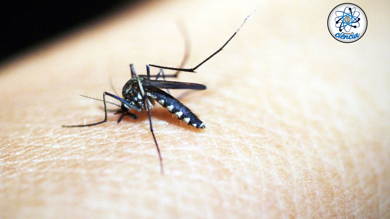 noticiaspuertosantacruz.com.ar - Imagen extraida de: https://ensedeciencia.com/2024/08/23/esta-es-la-razon-por-la-que-los-mosquitos-son-de-las-especies-mas-mortales-segun-la-oms/