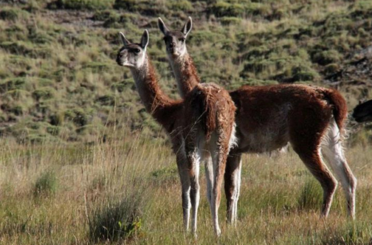 noticiaspuertosantacruz.com.ar - Imagen extraida de: https://elrompehielos.com.ar/cual-es-la-situacion-de-la-caza-en-argentina