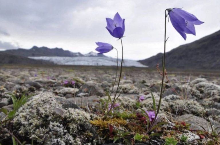 noticiaspuertosantacruz.com.ar - Imagen extraida de: https://elrompehielos.com.ar/se-estan-formando-nuevos-ecosistemas-por-el-deshielo-de-los-glaciares