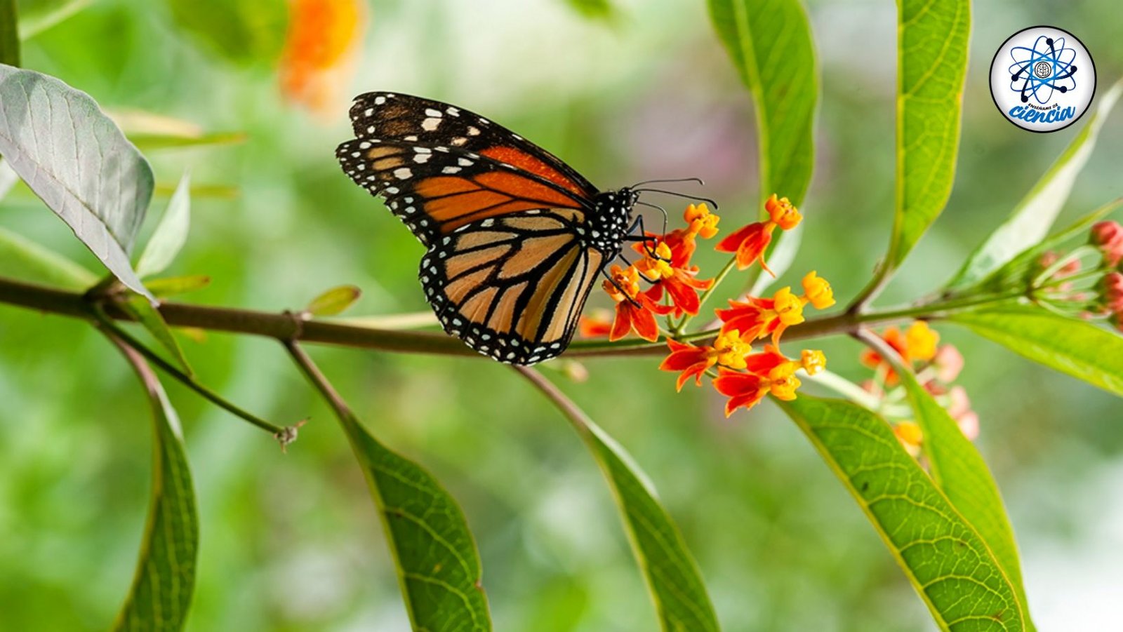 noticiaspuertosantacruz.com.ar - Imagen extraida de: https://ensedeciencia.com/2024/08/11/la-planta-que-debes-poner-en-tu-jardin-para-atraer-a-las-mariposas/