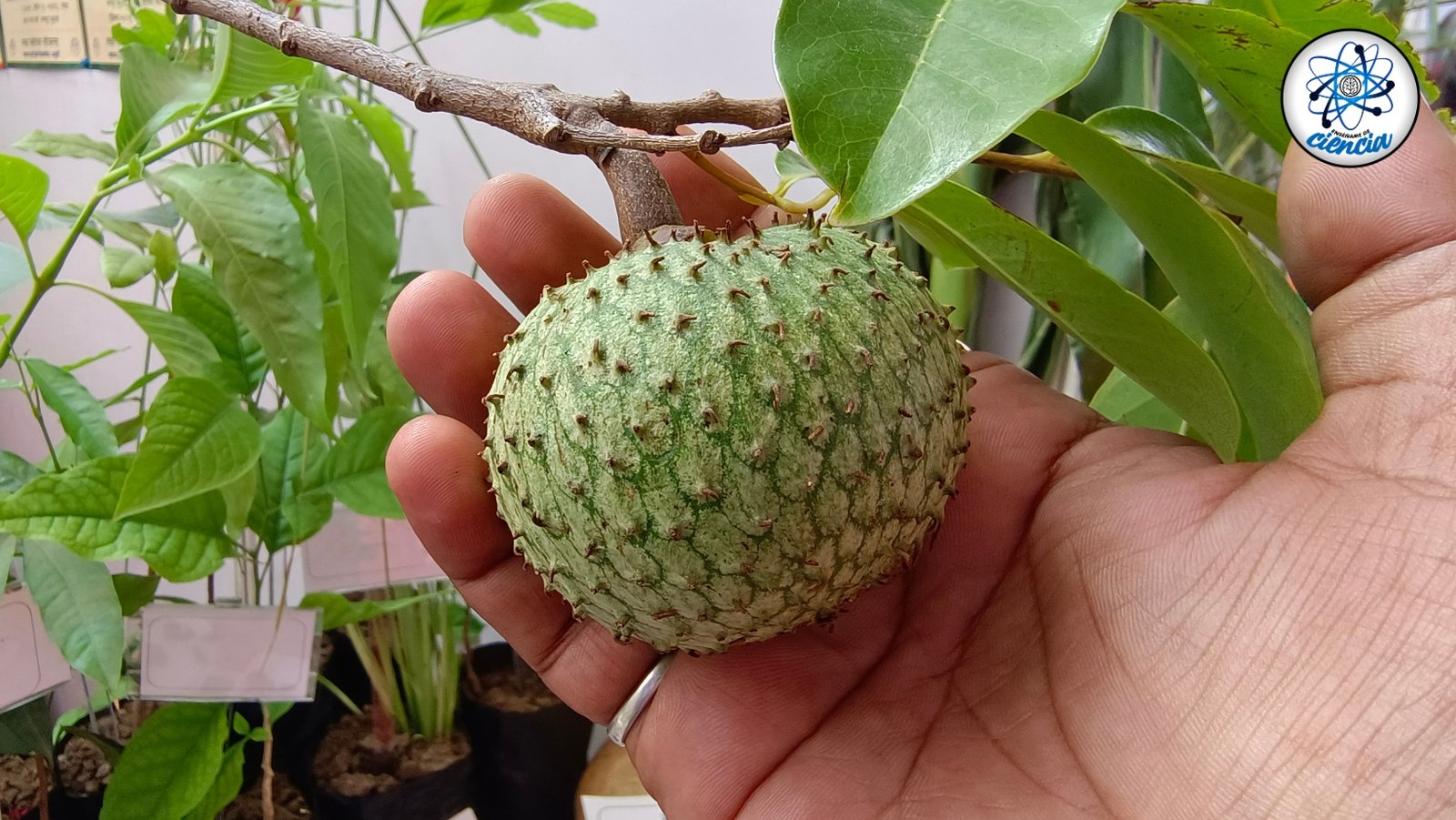 noticiaspuertosantacruz.com.ar - Imagen extraida de: https://ensedeciencia.com/2024/08/19/la-fruta-de-oro-que-promueve-la-produccion-de-colageno-para-tener-la-piel-suavecita/