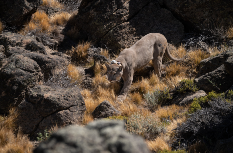 noticiaspuertosantacruz.com.ar - Imagen extraida de: https://elrompehielos.com.ar/el-puma-en-patagonia-guardian-del-ecosistema