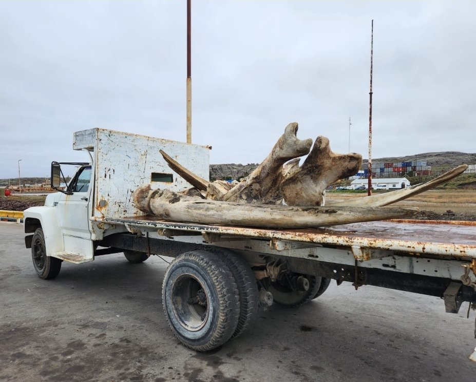 noticiaspuertosantacruz.com.ar - Imagen extraida de: https://deseadonoticias.com/2024/08/22/restos-oseos-de-ballena-fueron-traidos-a-puerto/