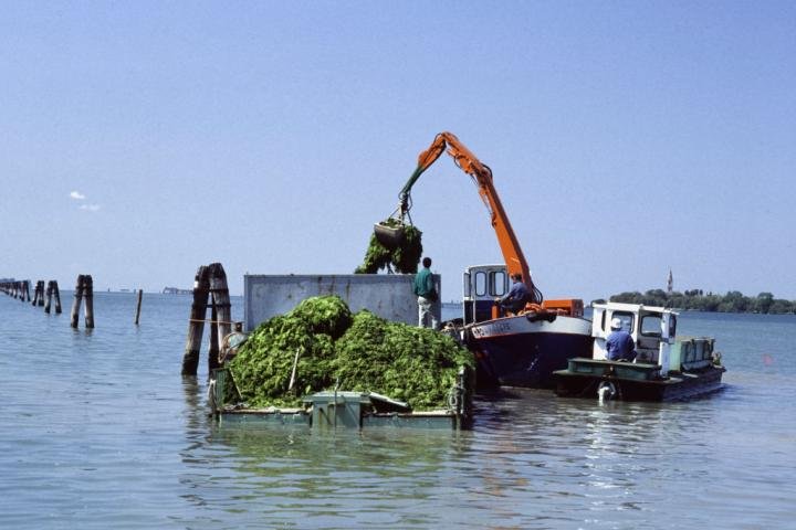 noticiaspuertosantacruz.com.ar - Imagen extraida de: https://www.huffingtonpost.es//sociedad/una-plaga-inesperada-invade-playas-pais-vecino-espana-nadie-atreve-meter-pie-agua.html