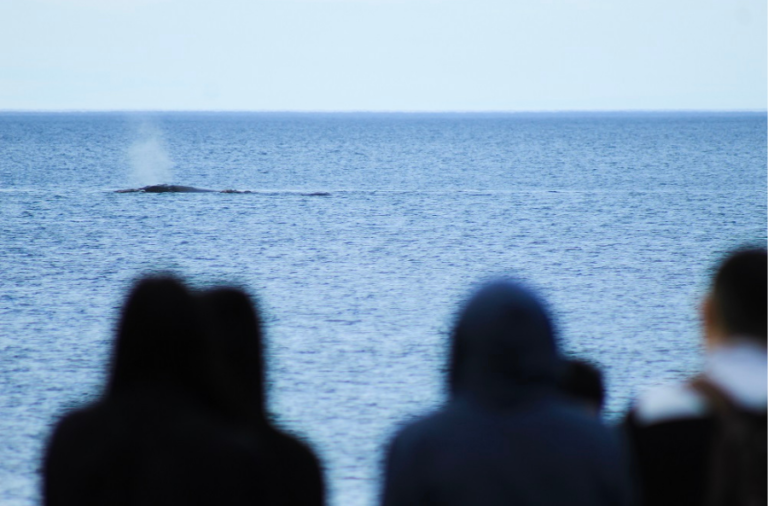 noticiaspuertosantacruz.com.ar - Imagen extraida de: https://elrompehielos.com.ar/madryn-mas-de-30-estudiantes-participaron-de-una-jornada-de-educacion-ambiental