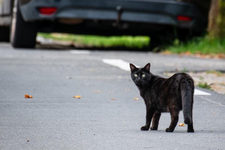 noticiaspuertosantacruz.com.ar - Imagen extraida de: https://www.huffingtonpost.es//life/animales/un-experto-denuncia-gran-problema-gatos-ley-bienestar-animal.html