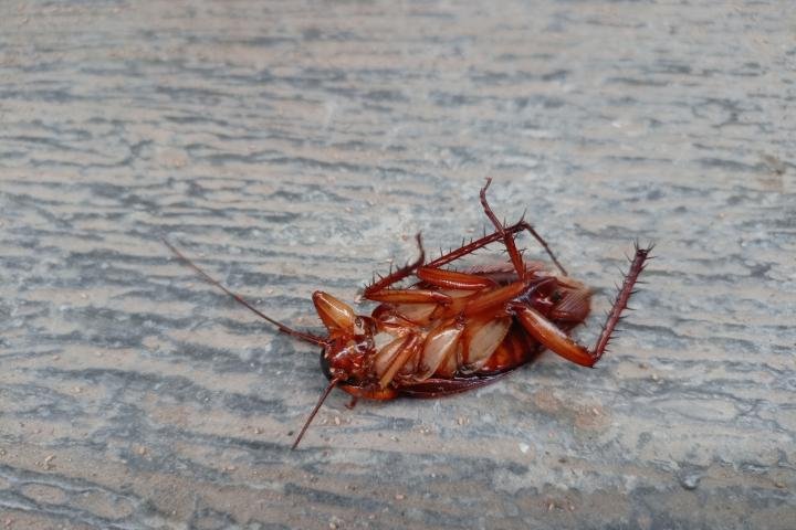 noticiaspuertosantacruz.com.ar - Imagen extraida de: https://www.huffingtonpost.es//life/animales/llega-europa-nueva-especie-cucaracha-encuentran-provincia-espanola.html