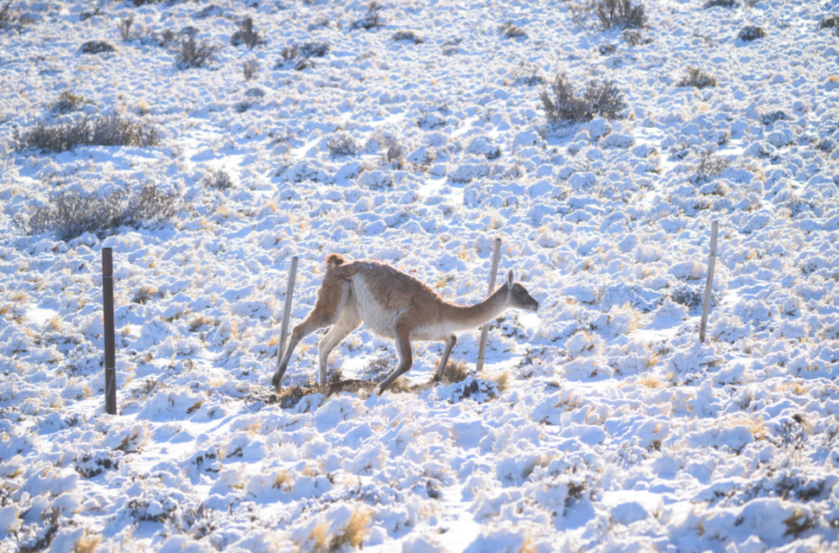 noticiaspuertosantacruz.com.ar - Imagen extraida de: https://elrompehielos.com.ar/barreras-mortales-los-alambrados-en-patagonia-y-su-impacto-sobre-los-guanacos