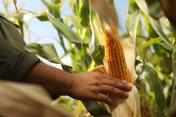 noticiaspuertosantacruz.com.ar - Imagen extraida de: https://news.agrofy.com.ar/noticia/210585/aprendizaje-que-deja-brasil-vencer-chicharrita-mirada-expertos-internacionales