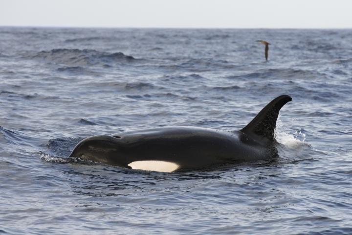 noticiaspuertosantacruz.com.ar - Imagen extraida de: https://www.huffingtonpost.es//planeta/la-abuela-orca-regresa-costa-espanola-rodeada-familiares.html