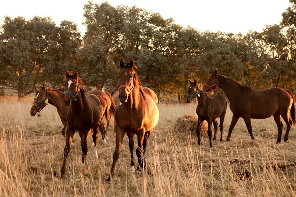 noticiaspuertosantacruz.com.ar - Imagen extraida de: https://news.agrofy.com.ar/noticia/210515/argentina-vuelve-exportar-caballos-malasia-brote-encefalitis-equina