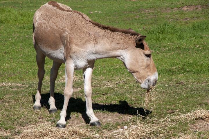 noticiaspuertosantacruz.com.ar - Imagen extraida de: https://www.huffingtonpost.es//life/animales/asombroso-nacimiento-animal-quedan-600-ejemplares.html