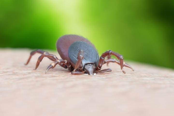 noticiaspuertosantacruz.com.ar - Imagen extraida de: https://www.huffingtonpost.es//life/salud/una-dermatologa-estadounidense-viene-rescate-plaga-garrapatas-espana-10-consejosbr.html