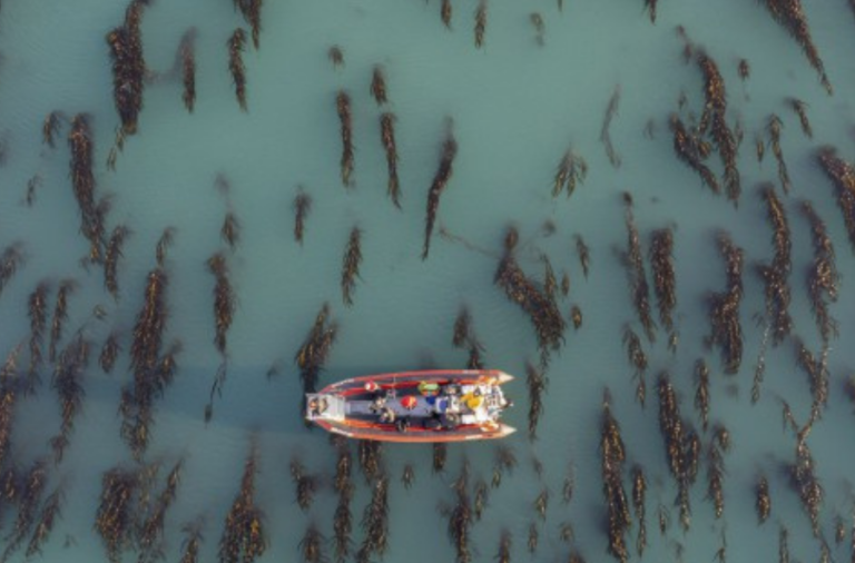 noticiaspuertosantacruz.com.ar - Imagen extraida de: https://elrompehielos.com.ar/diputada-reyes-resalta-la-importancia-del-documental-pyrifera-en-la-proteccion-de-los-bosques-submarinos-de-santa-cruz