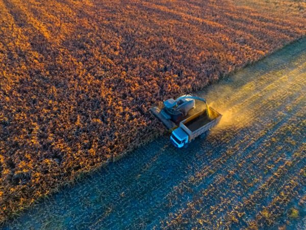 noticiaspuertosantacruz.com.ar - Imagen extraida de: https://news.agrofy.com.ar/noticia/210626/como-se-produce-cultivo-ideal-resistir-sequias-inundaciones-y-olas-calor-rinde