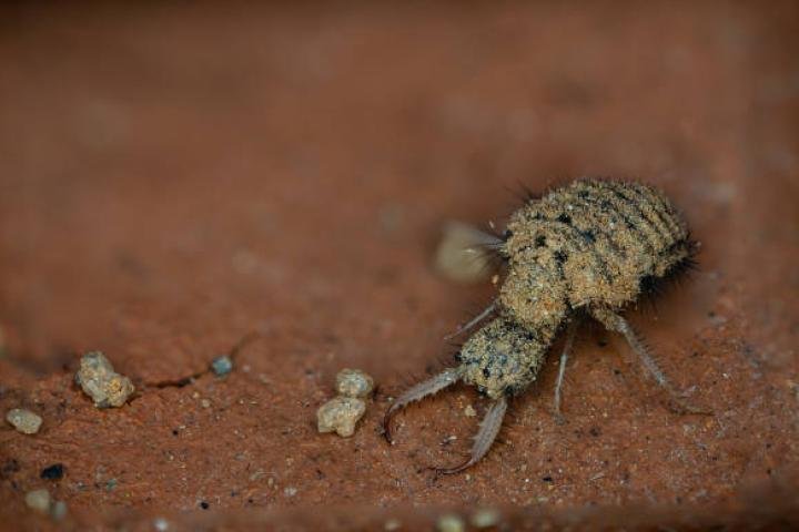 noticiaspuertosantacruz.com.ar - Imagen extraida de: https://www.huffingtonpost.es//life/animales/descubren-trampas-letales-depredador-mas-terrible-insectos-habita-espanabr.html