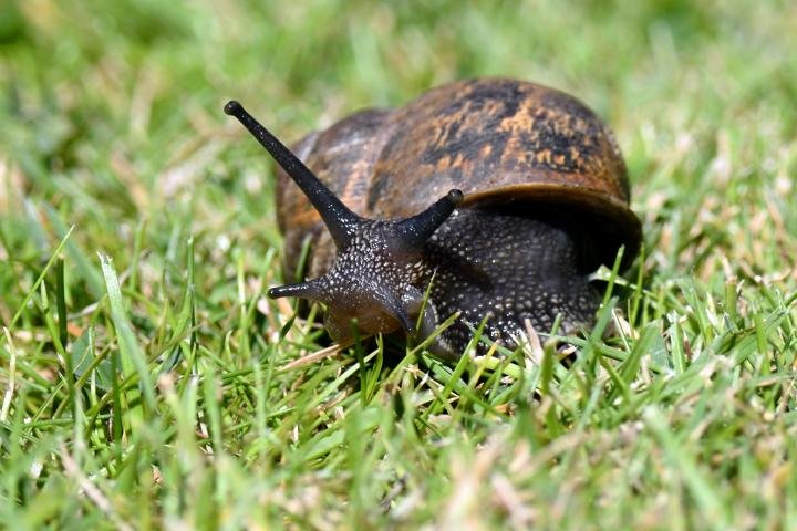 noticiaspuertosantacruz.com.ar - Imagen extraida de: https://www.huffingtonpost.es//life/animales/adios-caracoles-jardin-sencillo-truco-espantara-rapidamente.html