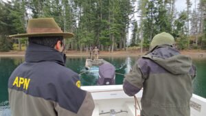 Retiro de boyados ilegales en el Lago Nahuel Huapi en Bahía Manzano