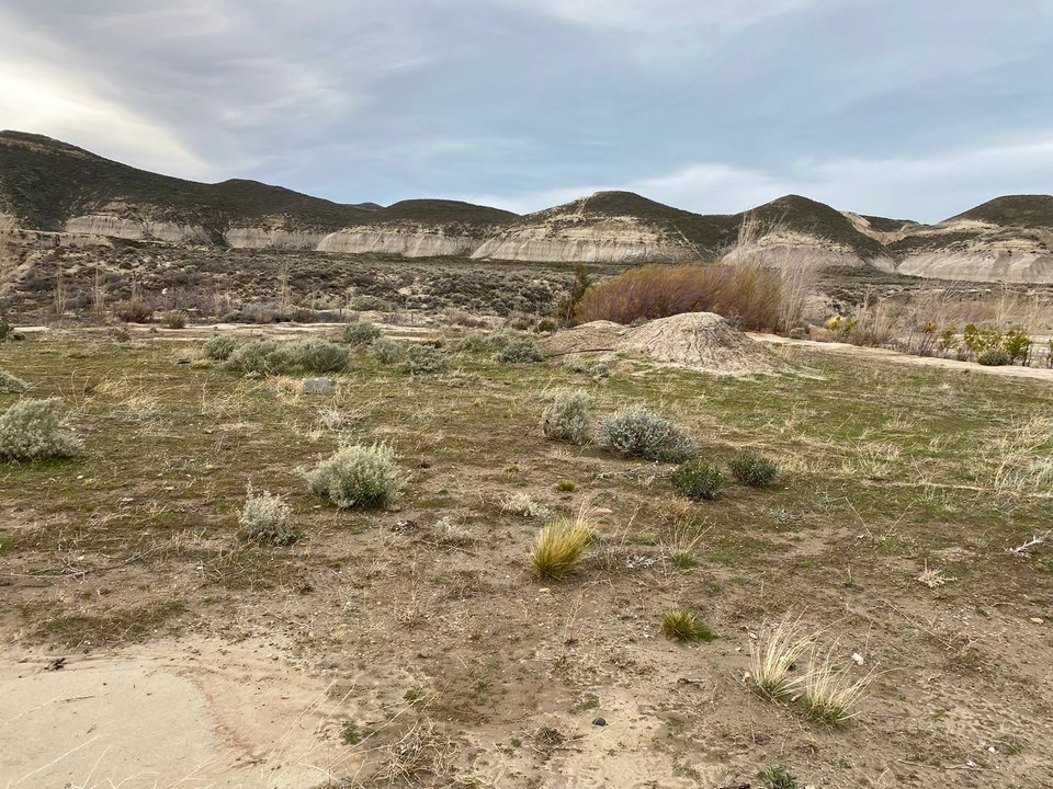 noticiaspuertosantacruz.com.ar - Imagen extraida de: https://adnsur.com.ar/sociedad/innovadora-plantacion-de-olivos-con-agua-tratada-en-comodoro-rivadavia--de-que-se-trata-el-proyecto_a66dc4631d59a1cfa5c28663d