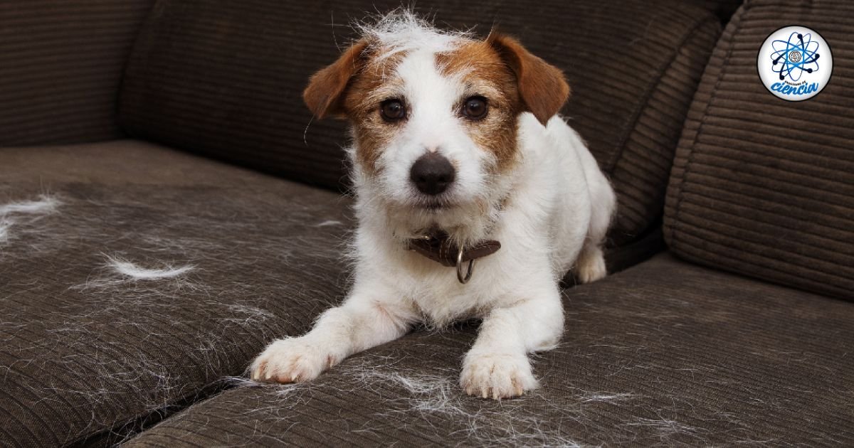 Elimina el Pelo de tu Mascota de la Ropa con el Truco del Papel Aluminio