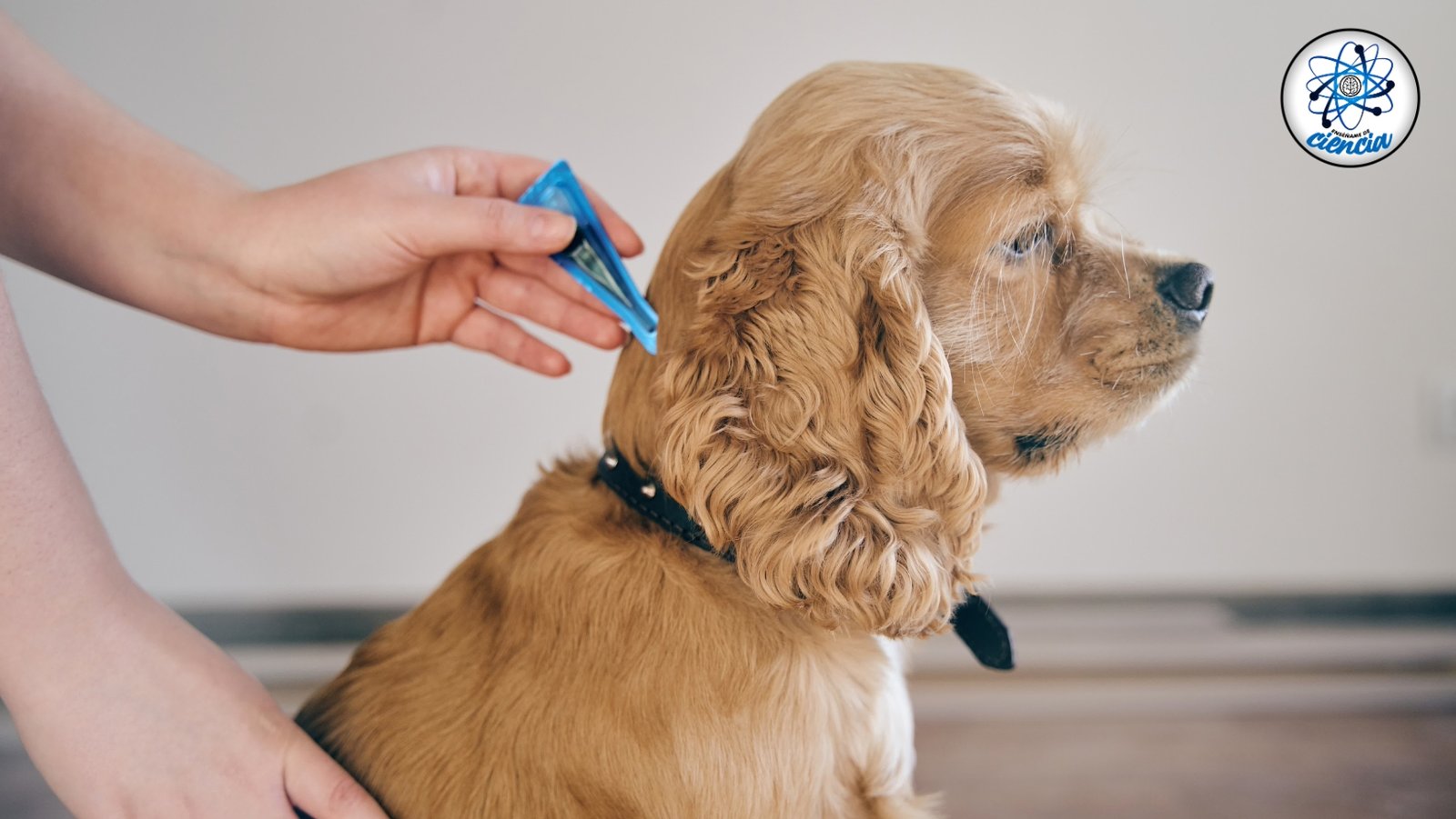 Elimina las garrapatas de tu mascota: Guía experta para proteger su salud