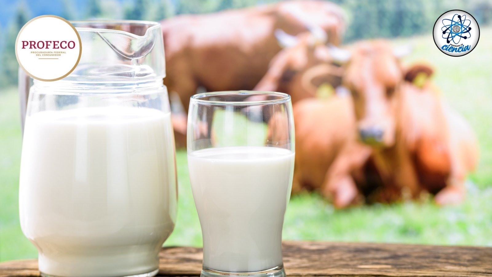 Descubre las Mejores Marcas de Leche con Mayor Proteína, Según PROFECO