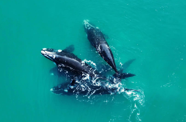 noticiaspuertosantacruz.com.ar - Imagen extraida de: https://elrompehielos.com.ar/1468-son-las-ballenas-detectadas-este-ano-en-las-costas-de-chubut