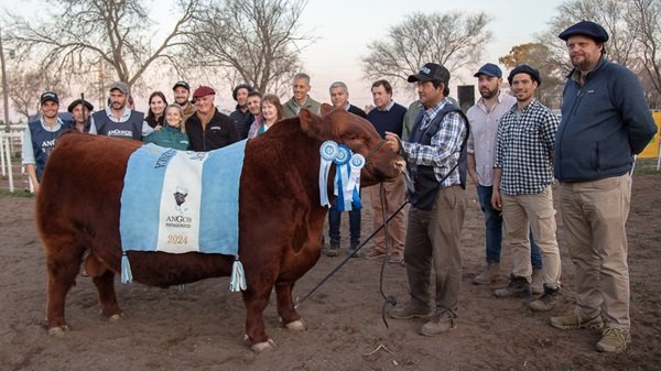 noticiaspuertosantacruz.com.ar - Imagen extraida de: https://news.agrofy.com.ar/noticia/210736/remate-historico-patagonia-pagaron-60-millones-toro-raza-angus