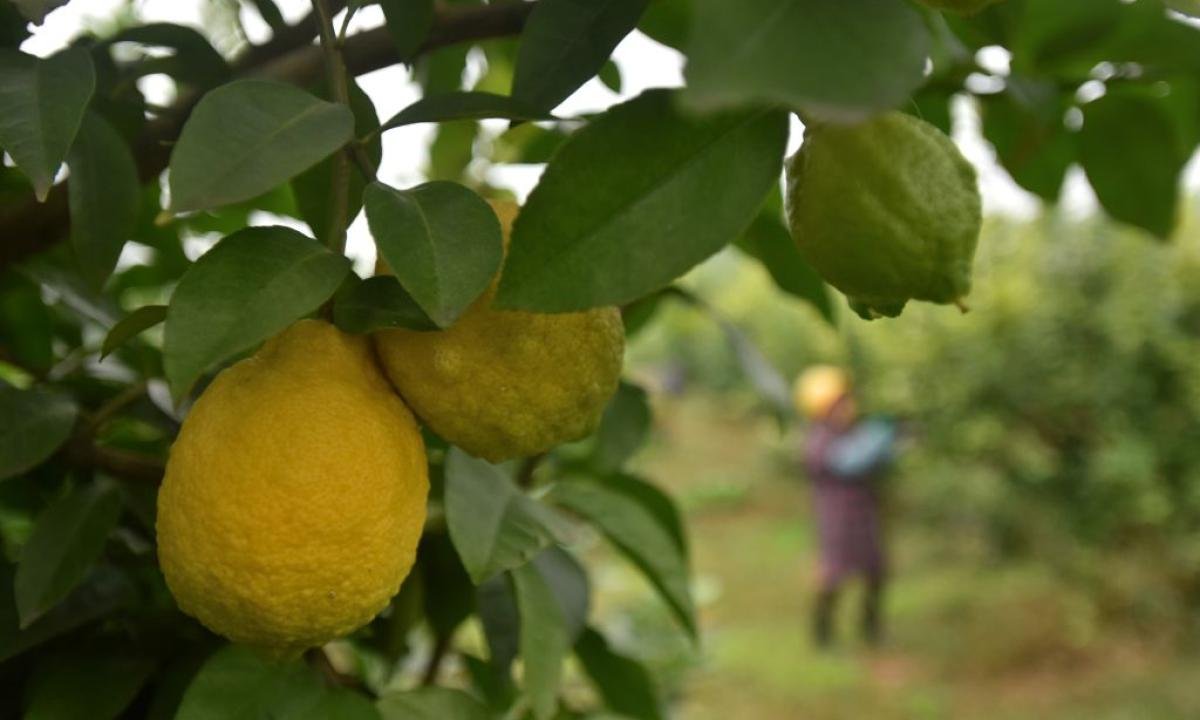 noticiaspuertosantacruz.com.ar - Imagen extraida de: https://www.huffingtonpost.es//life/consumo/el-limon-amenaza-terremoto.html