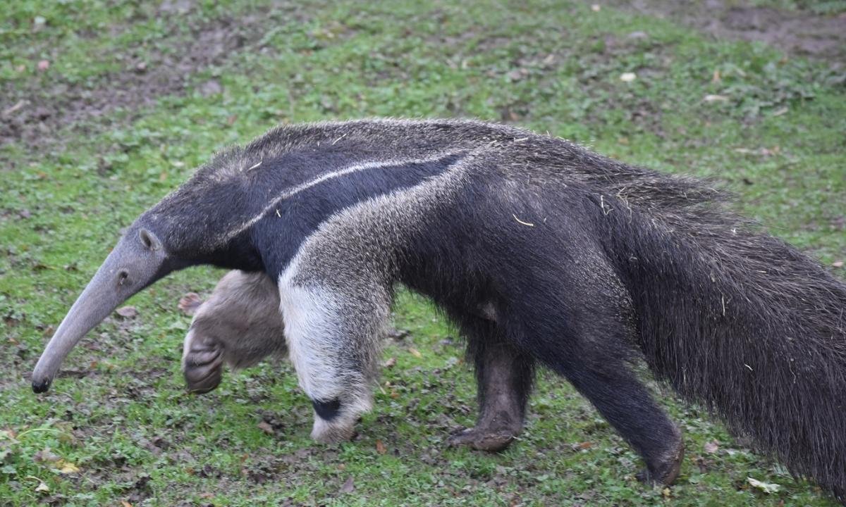 noticiaspuertosantacruz.com.ar - Imagen extraida de: https://www.huffingtonpost.es//sociedad/esto-llegar-medir-lengua-oso-hormiguero-hpe1.html