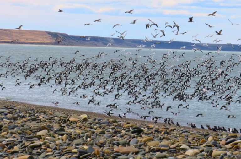 noticiaspuertosantacruz.com.ar - Imagen extraida de: https://elrompehielos.com.ar/6-de-septiembre-dia-mundial-de-las-aves-playeras