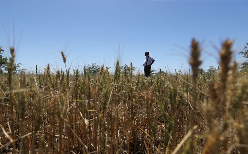 noticiaspuertosantacruz.com.ar - Imagen extraida de: https://news.agrofy.com.ar/noticia/210783/ha-matado-plantas-testimonios-zona-clave-agro-porque-nuevo-falta-agua-y-trigo-siente