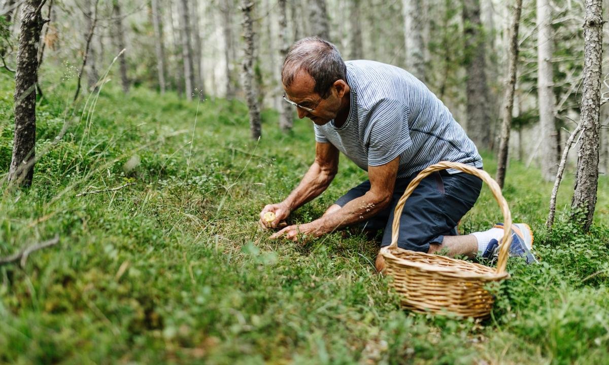 noticiaspuertosantacruz.com.ar - Imagen extraida de: https://www.huffingtonpost.es//sociedad/las-esperadas-setas-septiembre-activan-manera-repentina.html